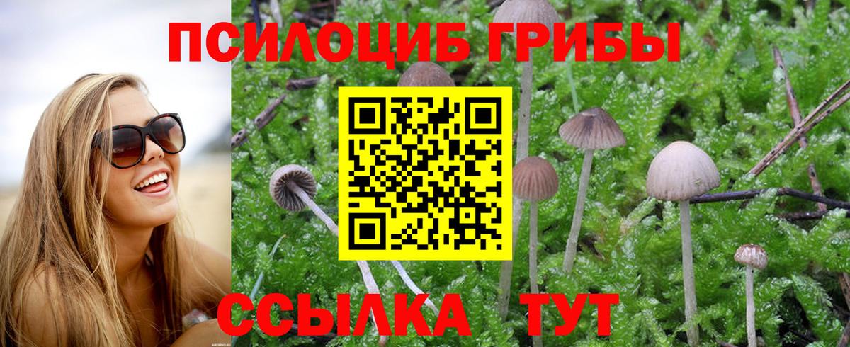 Дальнегорск  Галлюциногенные грибы Cubensis  Вход с VPN 